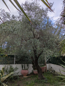 Photo de galerie - Taille de haies et d'arbustes