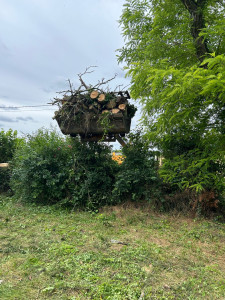 Photo de galerie - Elagage et coupe d'arbres