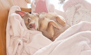 Photo de galerie - Garde à domicile, grosse sieste près de la cheminée
