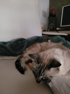 Photo de galerie - Mon kittycat