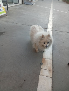 Photo de galerie - Garde chien