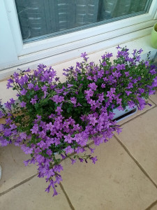 Photo de galerie - Plantation  de fleur 
