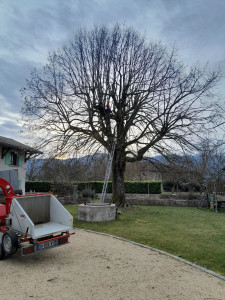 Photo de galerie - élagage 