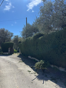 Photo de galerie - Haie de cyprès 