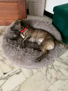 Photo de galerie - Garde chien