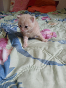 Photo de galerie - Garde chat tout âge même convalescent avec traitement Bons soins assurés 