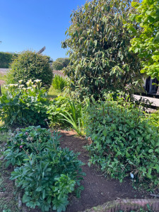 Photo de galerie - Après désherbage 