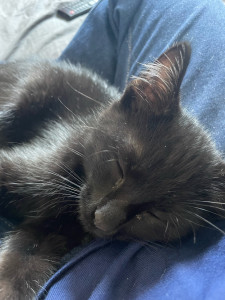 Photo de galerie - Garde chat 