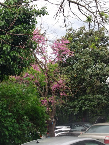 Photo de galerie - élagage 