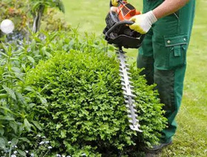 Photo de galerie - Taille de haies