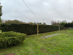 Photo de galerie - Rabattage d’une haie de sapin