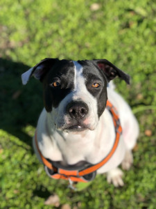 Photo de galerie - Garde animaux