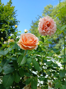 Photo de galerie - Je travaille un week-end sur deux jours aide la personne dans la vie quotidien (chambre, coiffage, repas)