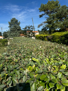 Photo de galerie - Taille du haie d’éléagnus