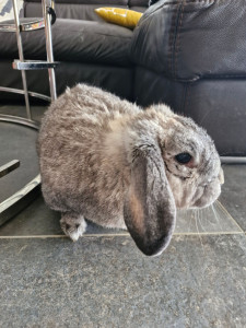 Photo de galerie - Aime être en contact des animaux et des enfants 