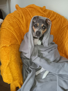 Photo de galerie - Sia, jeune terrier brésilien, adore s'emmitoufler elle-même 