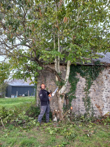 Photo de galerie - Elagage et coupe d'arbres