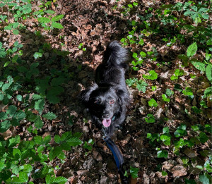 Photo de galerie - Garde animaux