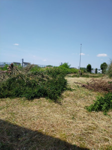 Photo de galerie - Abattage d arbres 
