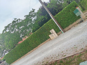 Photo de galerie - Taille de haies (ma spécialité)