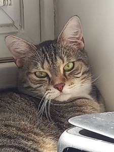 Photo de galerie - Je garde régulièrement des chats ? car je les adore et ils me le rendent bien. 