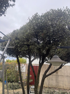 Photo de galerie - Taille d'un chene vert