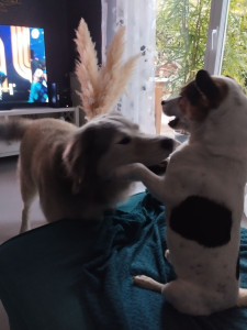 Photo de galerie - Moment de jeux entre mon chien Roméo et Rio le Patou/Husky que j'ai déjà gardé 3 fois?