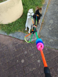 Photo de galerie - Photo avec laisse triple 