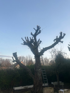 Photo de galerie - Elagage et coupe d'arbres