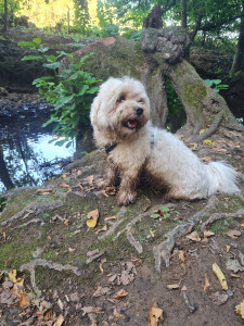 Photo de galerie - Garde chien