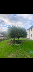 Photo de galerie - Taille de haies et d'arbustes