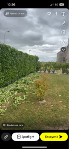 Photo de galerie - Taille de haies et d’arbustes 