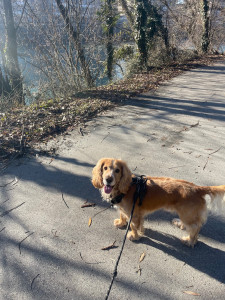 Photo de galerie - Garde de chien et promenade