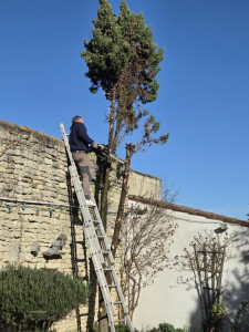 Photo de galerie - Elagage ou abattage