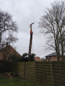 Photo de galerie - Abattage d'un pin 