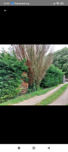 Photo de galerie - Taille de haies et d'arbustes