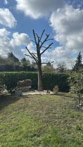 Photo de galerie - Elagage et coupe d'arbres