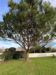 Photo de galerie - Nettoyage pin parasol 