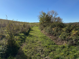 Photo de galerie - Tonte de pelouse - Débroussaillage