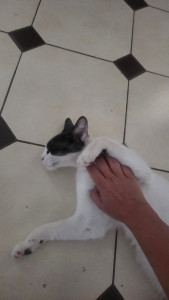 Photo de galerie - Garde chat