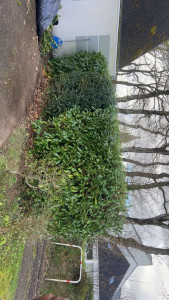 Photo de galerie - Tailler 