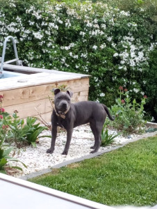 Photo de galerie - Garde chien