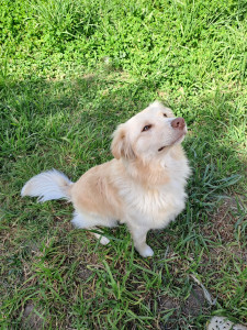 Photo de galerie - Ace, un amour de chien, un peu maladroit mais tellement gentil ❤️