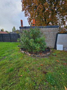 Photo de galerie - Arbuste 