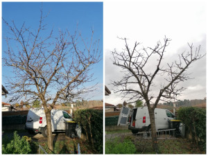 Photo de galerie - Elagage et coupe d'arbres