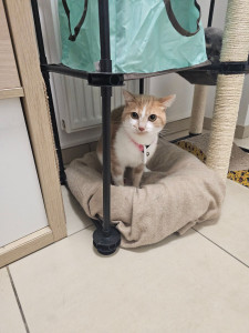 Photo de galerie - Garde chat