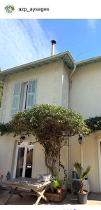 Photo de galerie - Elagage et coupe d'arbres