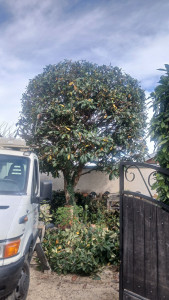 Photo de galerie - élagage fini