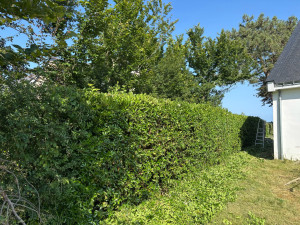 Photo de galerie - Taille du haie 