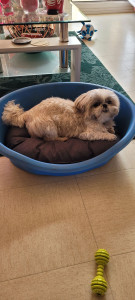 Photo de galerie - Garde chien 